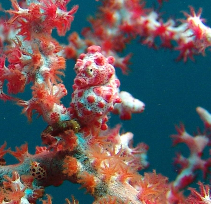 PREGNANTPYGMYSEAHORSEFN_01.jpg