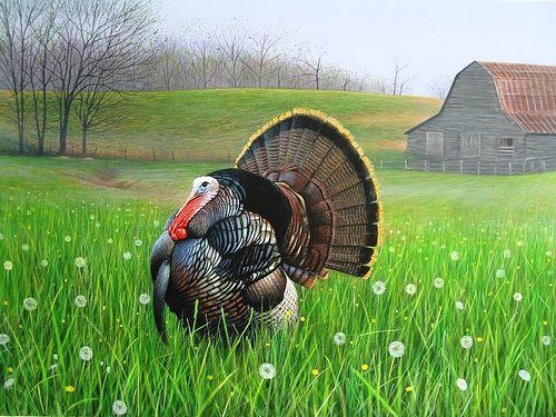 Strutting-Turkey.jpg