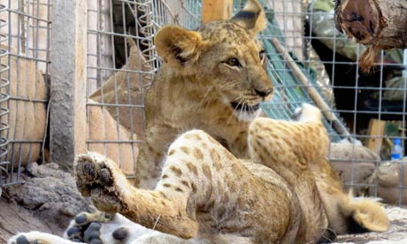 Lion-cubs-007.jpg