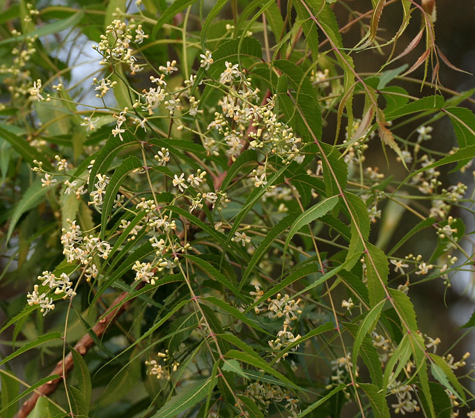 Neem_%28Azadirachta_indica%29_in_Hyderab