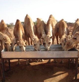 sol_camels_drink.jpg