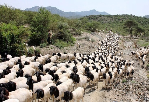 Somali%20sheep.jpg