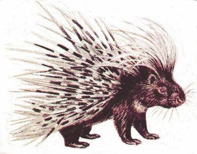 porcupine%5B1%5D.jpg