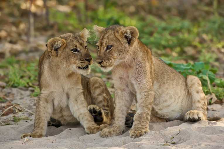 two-rare-lion-cubs-saved-somalia_283.jpg