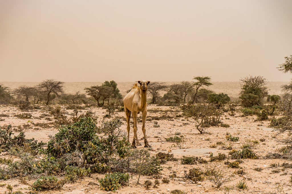 A Camel in the Somali Desert