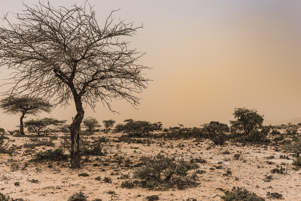 Somaliland desert