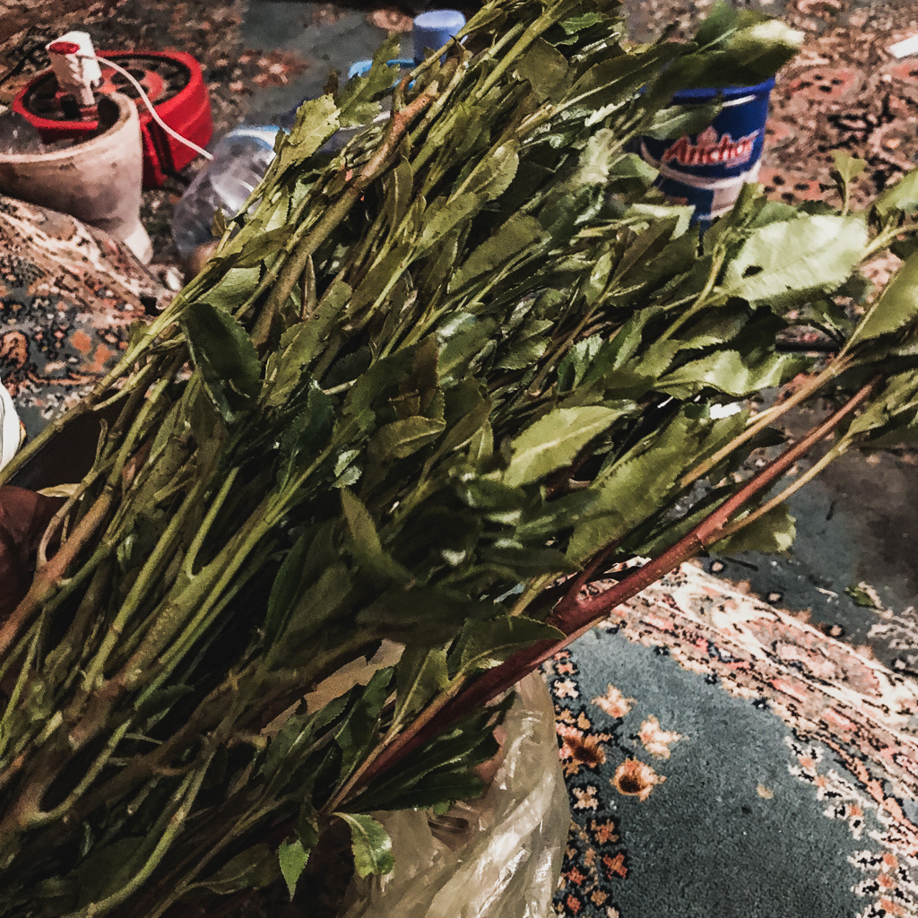 Khat chewing in Somaliland