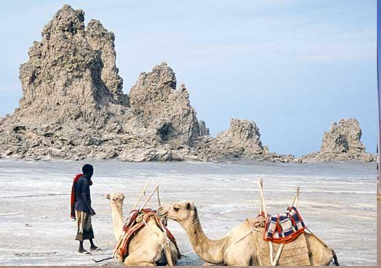 Djibouti%20camels.JPG