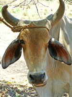 281007-4229cow.jpg