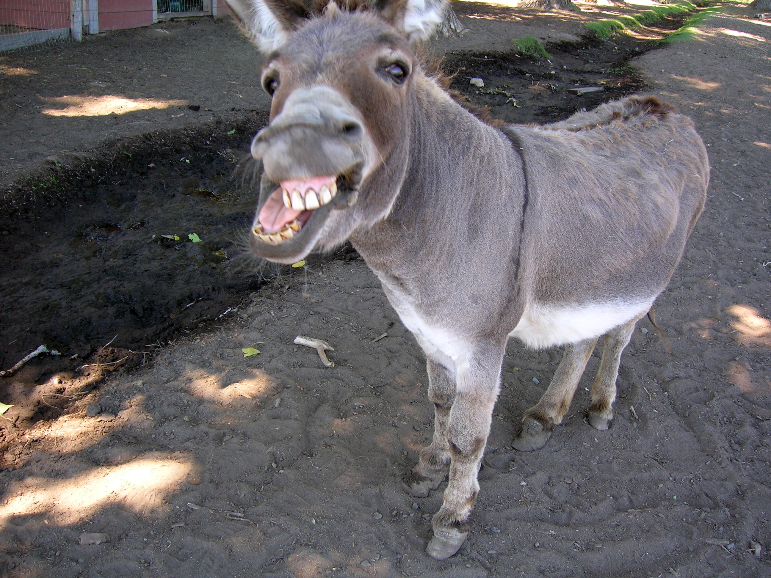 donkey20oatie20image.jpg